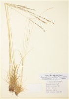 藏品(山岩羊茅)的圖片